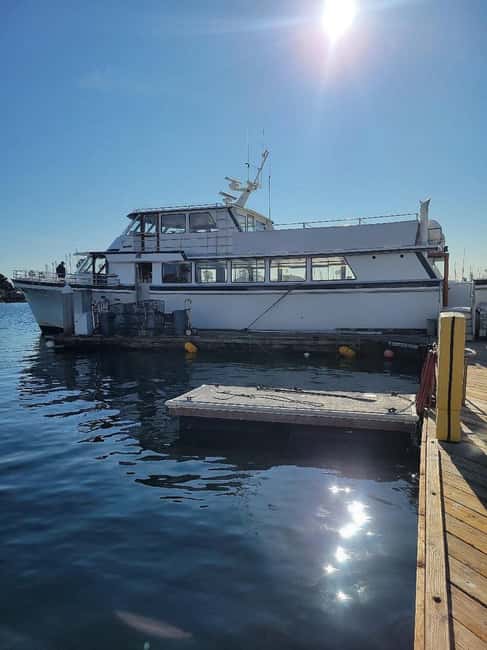 San Diego: 3 Hour Whale Watching Cruise - What Wildlife Can Be Seen During the Season