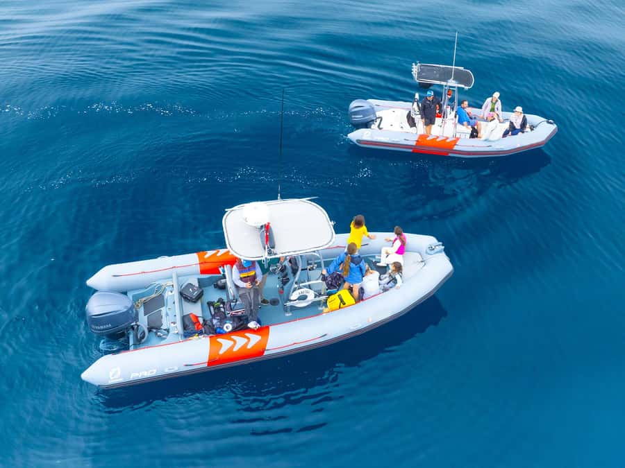 San Diego: Blue Whale Watching Expedition - Starting Point in Mission Bay, San Diego