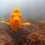 San Diego: La Jolla Cove Guided Snorkeling Tour - Guided Snorkeling Equipment and Safety Measures