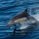 San Diego: Whale Watching & Dolphin Cruise - From Mission Bay to Open Ocean in Just 10 Minutes