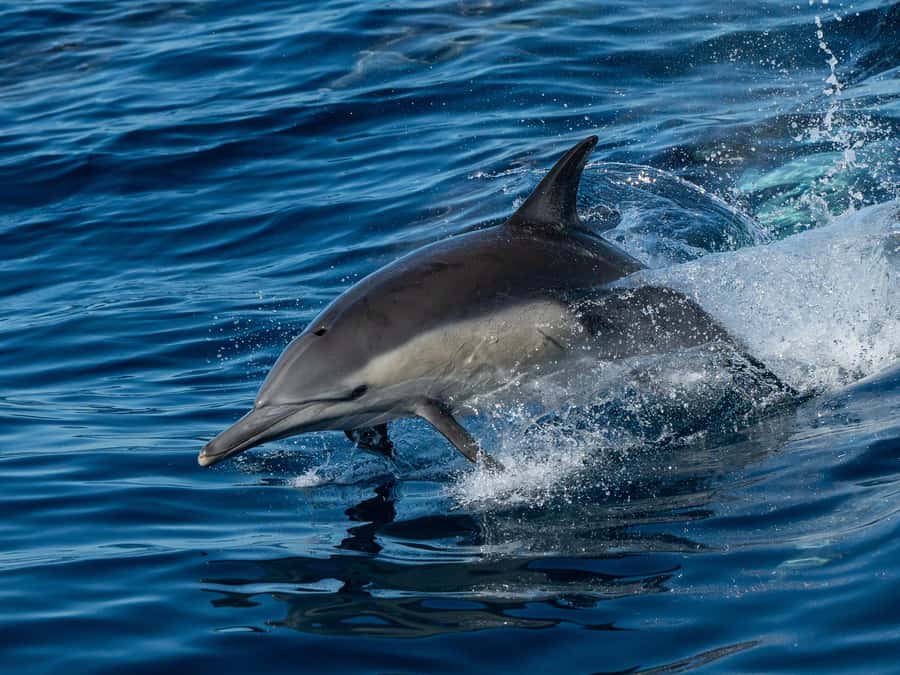 San Diego: Whale Watching & Dolphin Cruise - From Mission Bay to Open Ocean in Just 10 Minutes
