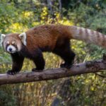 San Diego Zoo and Safari Park 2-Day Entry Ticket - Accessibility and Practical Details