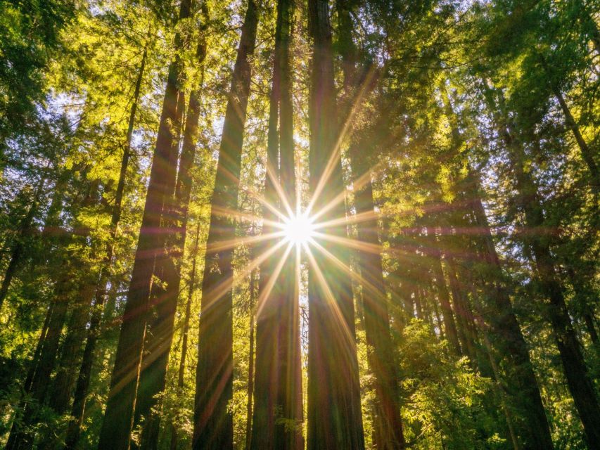 San Francisco: Muir Woods and Sausalito Experience - Meeting Point and Tour Logistics at Fishermans Wharf