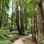 San Francisco: Muir Woods and Sausalito Small-Group Tour - Exploring Muir Woods National Monument