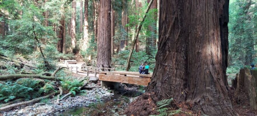 San Francisco: Muir Woods and Sausalito Small Group Tour - Pick-Up and Meeting Details for Flexible Departures