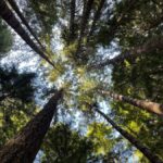 San Francisco: Muir Woods Private Trip - Starting Point: Hotel Pickup and Private Transportation