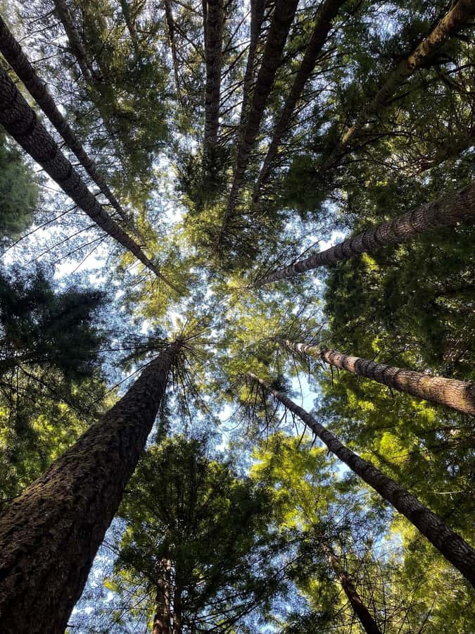 San Francisco: Muir Woods Private Trip - Starting Point: Hotel Pickup and Private Transportation