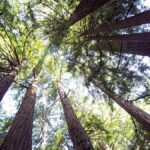 San Francisco: Muir Woods Tour & Golden Gate Bay Cruise - From San Francisco to the Majestic Redwoods