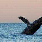 San Jose del Cabo Sunset Whale Watching - Scenic Departure from San Jose del Cabo’s Marina