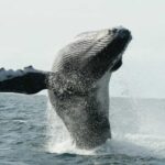 San Jose del Cabo Whale Watching - Unique Features of the Boat and Equipment
