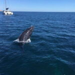 San José del Cabo: Whale Watching Experience - Spotting Humpback Whales in Baja California Sur