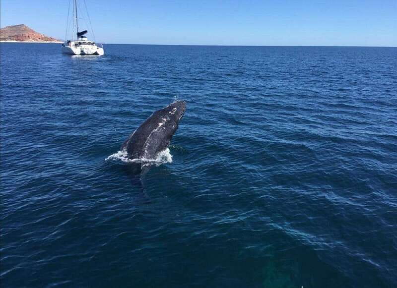 San José del Cabo: Whale Watching Experience - Spotting Humpback Whales in Baja California Sur