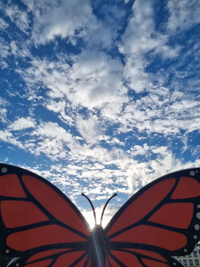 San Miguel de Allende: Monarch Butterflies Tour - Starting Point and Meeting Details in San Miguel de Allende
