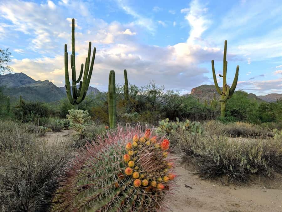 San Tan Regional Park: Sonoran Desert Mountain Bike Tour - What Youll Learn from Your Guide About the Desert Ecosystem