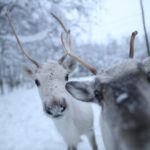 Santa Claus Village, Husky and Reindeers Combo Safari - Starting Point and Tour Schedule in Rovaniemi