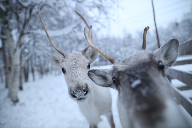 Santa Claus Village, Husky and Reindeers Combo Safari - Starting Point and Tour Schedule in Rovaniemi