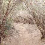 Santa Cruz de Tenerife: 2-Hour Hiking Tour in Anaga Forest - Starting Point in San Cristobal de La Laguna