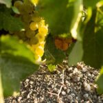 Santorini Private Wine and Food Tour - Visiting the Ancient Grape Vineyards of Santorini