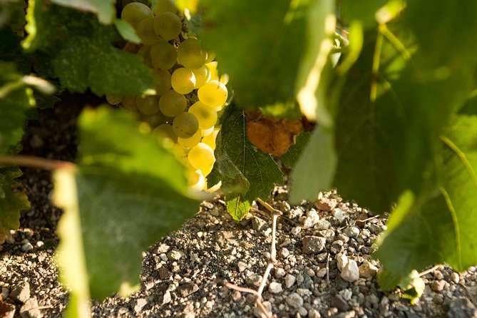 Santorini Private Wine and Food Tour - Visiting the Ancient Grape Vineyards of Santorini