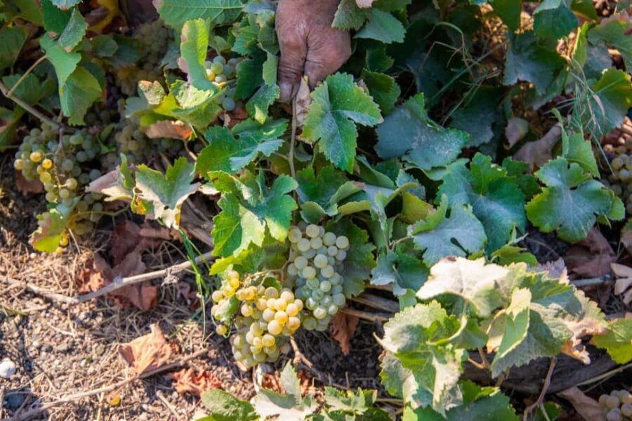 Santorini: Private Wine Tasting at Private venue - Location and Meeting Point in Santorini