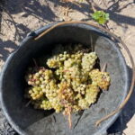 Santorini Wine & History Tour with 3 Expert Sommeliers - Santorini’s Wineries: Argyros, Gaia Wines, and Gavalas