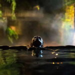 São Miguel Azores: Furnas Evening Thermal Baths w/tickets - The Scenic Route Along São Miguel’s South Coast