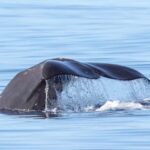 São Miguel: Whale Watching & Wild Dolphins Swimming Full-day - Morning Whale Watching Guided by Marine Biologists
