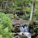 Sapanca and Masukiye from Istanbul with Lunch and Hotel pickup - Exploring Sapanca Lake’s Tranquil Shores