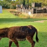 Sassari Visit to the Roman Castrum and the Educational Farm - The Experience for Families and Children