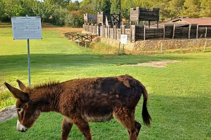 Sassari Visit to the Roman Castrum and the Educational Farm - The Experience for Families and Children