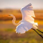 Savannah: Sunset Dolphin Watching Eco Tour by Boat - Starting Point and Duration of the Sunset Eco Tour