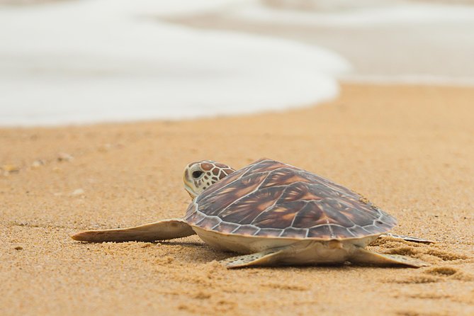 Savannah to Tybee Island with Dolphin Cruise - Comfortable Private Transportation to Tybee Island