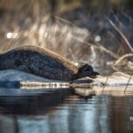 Savonlinna: Evening Photography Tour on lake Saimaa - Exploring the Savonlinna National Urban Park