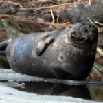 Savonlinna: Saimaa Ringed Seal Cruise on Pihlajavesi - Starting Point and Meeting Details at Savonlinna