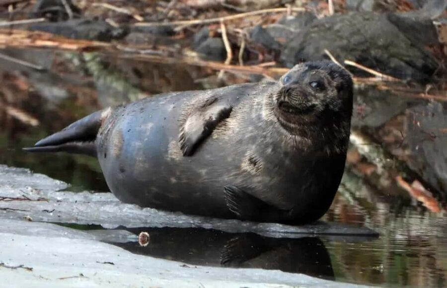 Savonlinna: Saimaa Ringed Seal Cruise on Pihlajavesi - Starting Point and Meeting Details at Savonlinna
