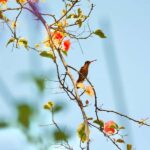 Sayulita: Rancho Verde Birdwatching Tour for Beginners - Exploring the Rancho Verde Habitat Diversity