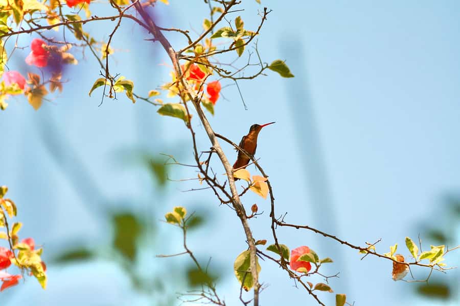 Sayulita: Rancho Verde Birdwatching Tour for Beginners - Exploring the Rancho Verde Habitat Diversity