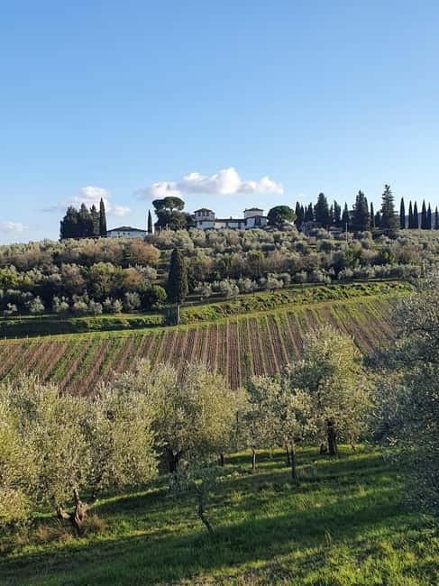 Scandicci: Bellavista Wine Tasting Experience - Discovering the Bellavista Vineyard and Olive Grove