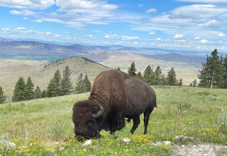 Scenic Driving Tour Flathead Lake and Bison Range - Visiting the Historic Bison Range on the Flathead Indian Reserve