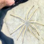 Scenic Mangrove Tunnel Paddle Tour  New Smyrna Beach - Wildlife Encounters and Nature Highlights