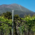 Scenic Wine Tasting & Lunch on the Slopes of Vesuvius from Naples - Wine Tasting at Cantina Del Vesuvio
