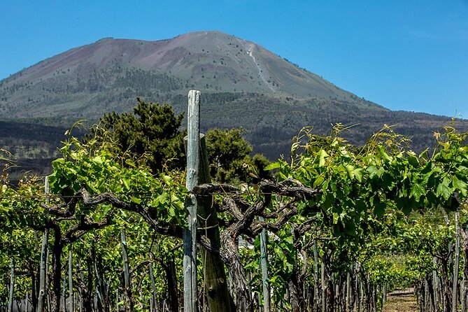 Scenic Wine Tasting & Lunch on the Slopes of Vesuvius from Naples - Wine Tasting at Cantina Del Vesuvio