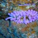 Scuba Dive excursion for Beginners in a Turtle Area - The Dive and Snorkel Activities in Canary Islands Warm Waters