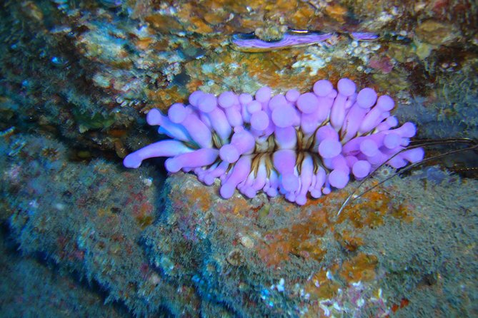 Scuba Dive excursion for Beginners in a Turtle Area - The Dive and Snorkel Activities in Canary Islands Warm Waters