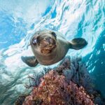 Scuba Dive in La Paz: Sea Lions, Turtles, Fish Schools and Wrecks - Unique Marine Encounters: Sea Lions, Turtles, and More