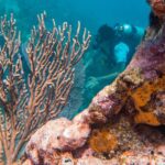 Scuba Diving in Cozumel Island - The Experience of the Boat Ride and Scenic Views
