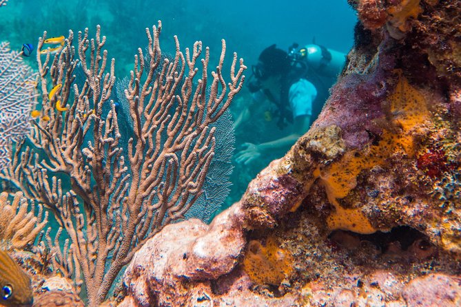 Scuba Diving in Cozumel Island - The Experience of the Boat Ride and Scenic Views
