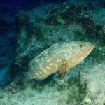 Scuba Diving in Kas for Certified Divers incl. All Equipments - Meeting Point and Logistics in Kas