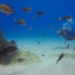 Scuba Diving in MIG-21 wreck - Equipment, Safety, and Duration