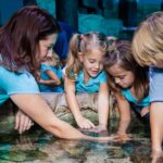 SEA LIFE Aquarium Grapevine Admission Ticket - Flexible Admission with a Mobile Ticket for a Leisurely Exploration